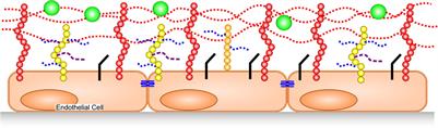 Endothelial Glycocalyx Degradation in Critical Illness and Injury